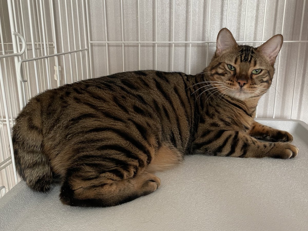 Mahipark222's tweet photo. みんないつも幸せをありがとう🐱💕
#猫の日 
#スーパーねこの日 
#ねこ https://t.co/urXYeKPoxT