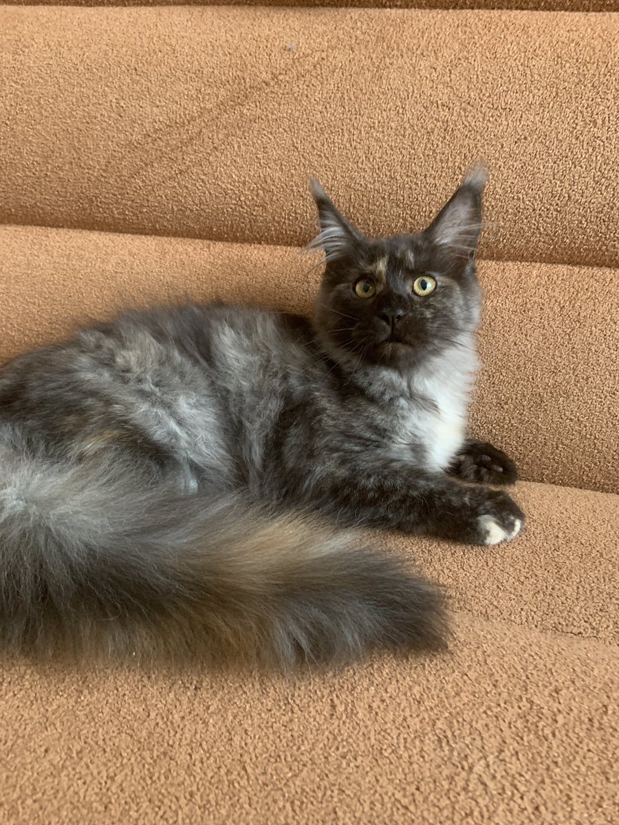irsanlain's tweet photo. Свободна кошечка Ода🐈 . Отличная девочка для разведения. 🐱🐱🐱🐱🐱🐱Отличный костяк, шикарный профиль. 👍Окрас черепаховый серебряный.😺 Мать Гранд Интер чемпион. 🏆По вопросам приобретения пушистой радости 😻 пишите в личку 💌! Доставка осуществляется за счёт покупателя.  🚌🚂 https://t.co/ghNqgGAUHV