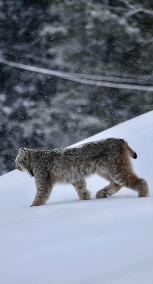 PugsNorth's tweet photo. Wow! Lynx were out cruising the neighbourhood this weekend. Friday morning visitor had one tuft and signs of a successful morning kill. Always appreciate photographing these cool cats! 🤘😷 #Whitehorse #Yukon https://t.co/AoKUQ8awxk