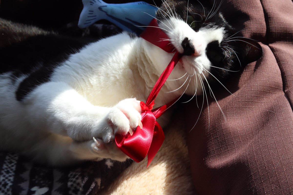 pont_neu's tweet photo. よもちゃん、スーパー猫の日だからオシャレしようね。

…ッアー！！

#猫の日 https://t.co/ojvlpyUIeJ