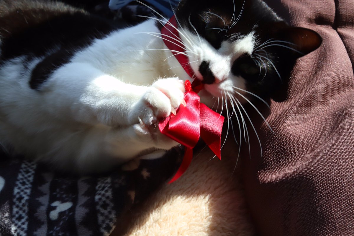 pont_neu's tweet photo. よもちゃん、スーパー猫の日だからオシャレしようね。

…ッアー！！

#猫の日 https://t.co/ojvlpyUIeJ