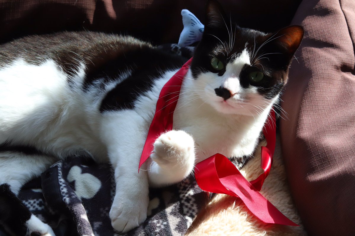 pont_neu's tweet photo. よもちゃん、スーパー猫の日だからオシャレしようね。

…ッアー！！

#猫の日 https://t.co/ojvlpyUIeJ