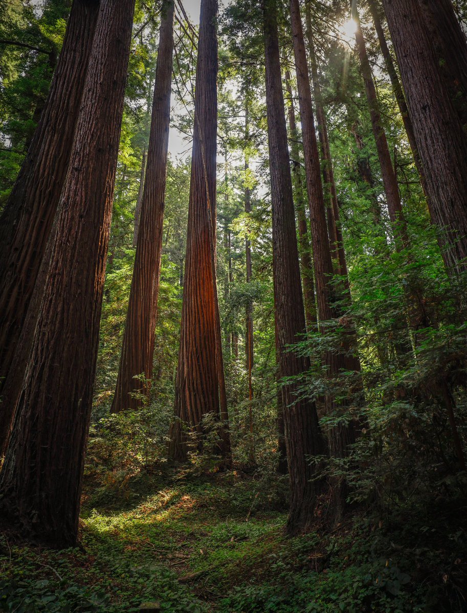 daniel_kaufman_'s tweet photo. I have an absolute love for the forest.. drop yours below, can’t wait to see them. #NFTCommunity #NFTartist #landscapephotography https://t.co/pgrtSmjl0k