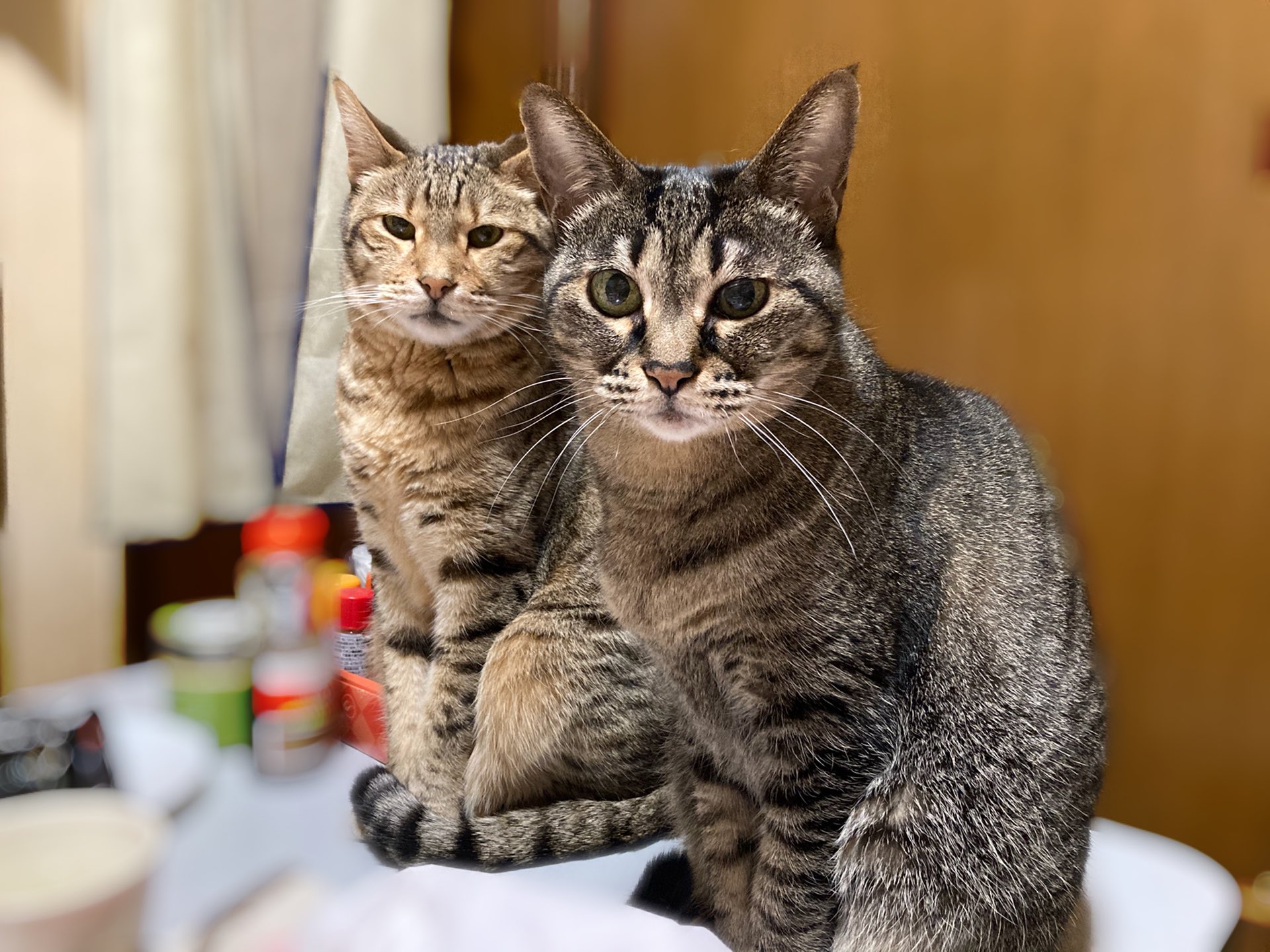 猫カフェ まるまる Neko Marumaru Twitter