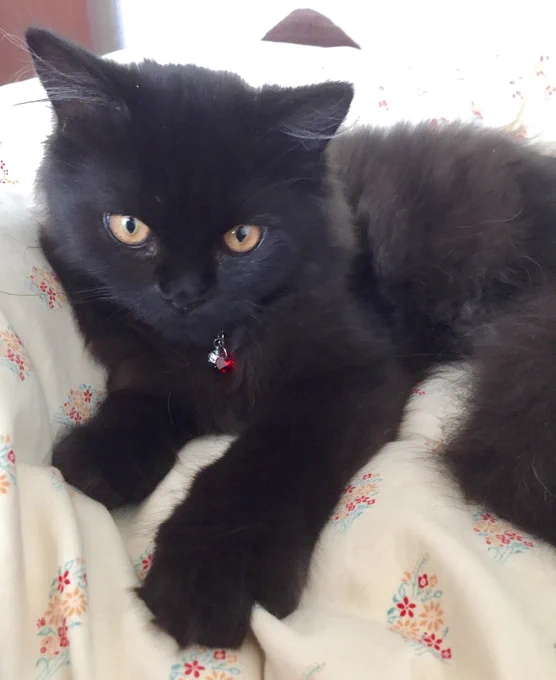 スーパー猫の日なのでキティ時代のやみやつ🐾 