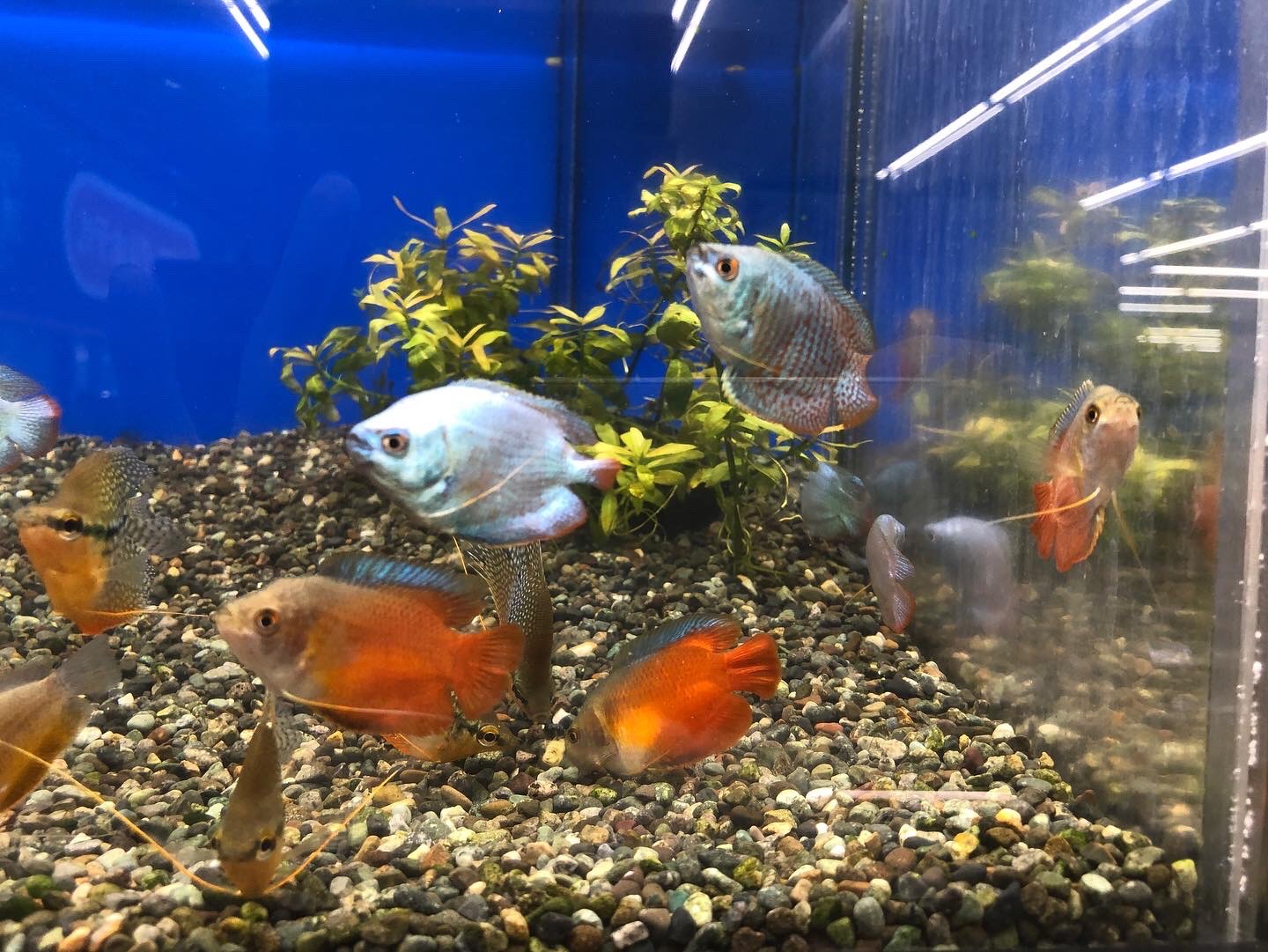 See Pet Plaza Ichi S Tweet Twitter