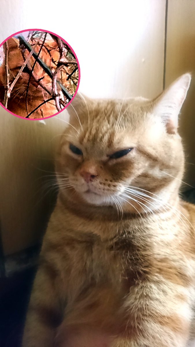 NekojiriA's tweet photo. そのひとは  赤毛れんめい 
のひとでしゅよ

 #猫 #猫の日 
 #アメショ #茶トラ #赤毛連盟 https://t.co/yO4Qe8sXJf