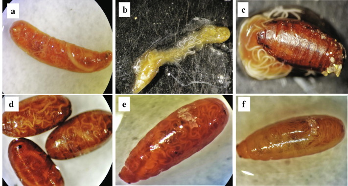 riegler_markus's tweet photo. here our new research article about entomopathogenic nematodes (EPNs) as biological control agents of Queensland fruit fly; massive effort led by @aryalsitaram48 on the virulence and other traits of 36 Australian EPN isolates in larvae and pupae of Qfly
https://t.co/VVBzE9Mrc8 https://t.co/JJbJXrIw7Q