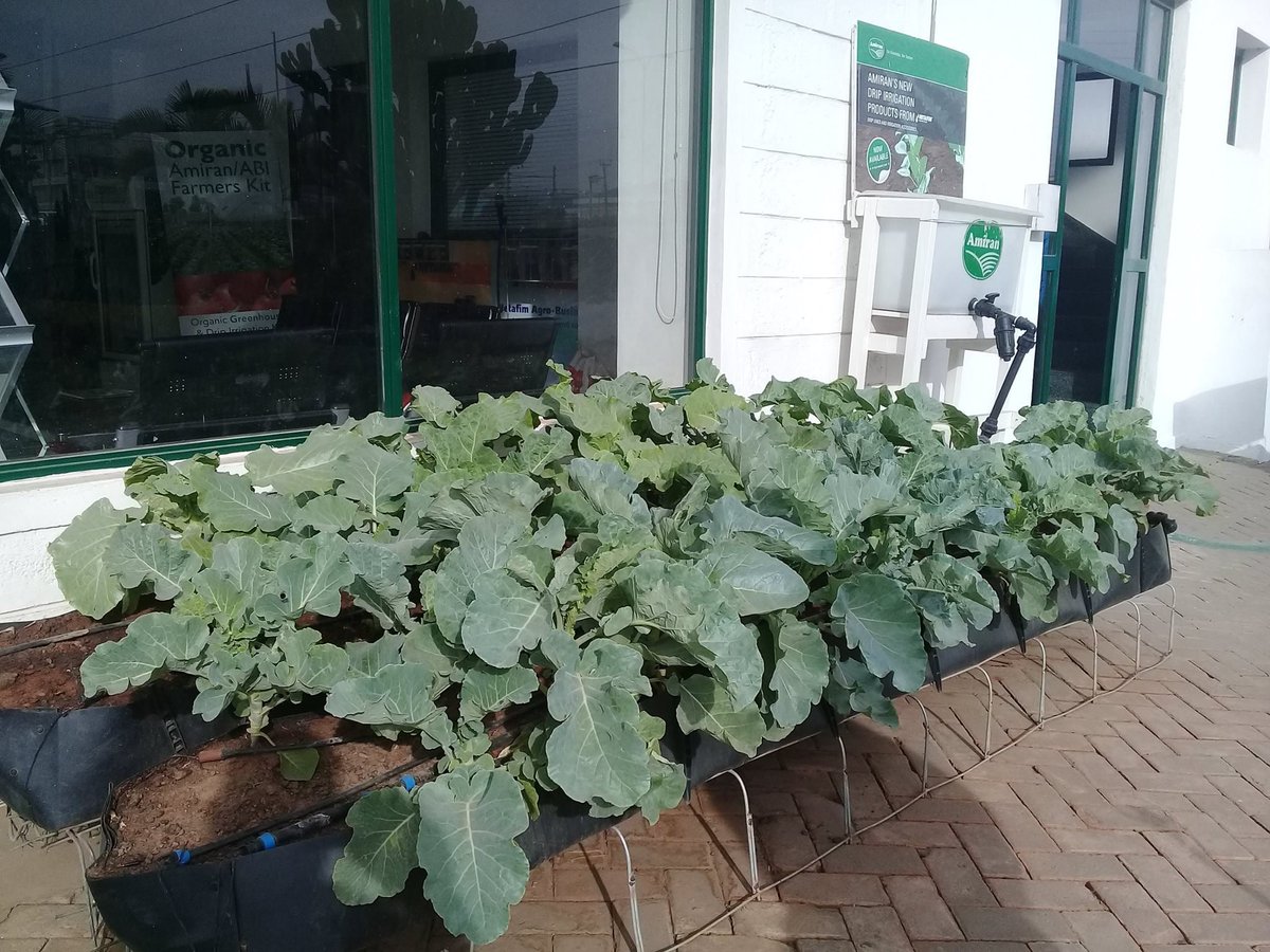 amiran_kenya's tweet image. #PLOT10 
The #PLOT10 comprises of ;-
♦️A tank (100L)
♦️Drip irrigation with all accessories
♦️Mapal troughs 203020 5mX3m
♦️Handsprayer 1.5L
♦️Seeds (Kale and Spinach)
♦️Agrochemical ( 1 bottle for control of Aphids)
☎ 0800720720