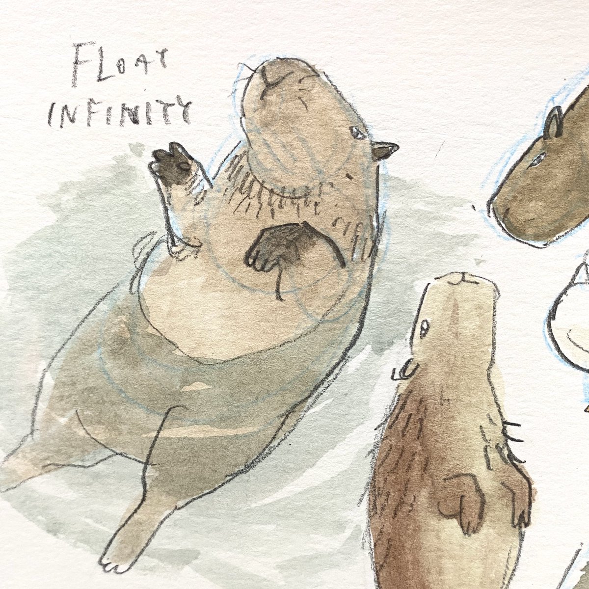 Capybaras 