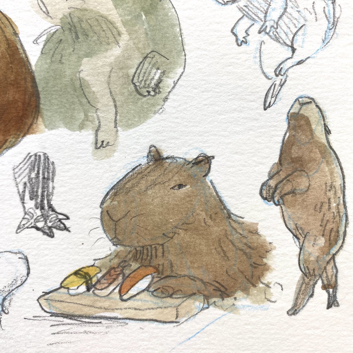 Capybaras 