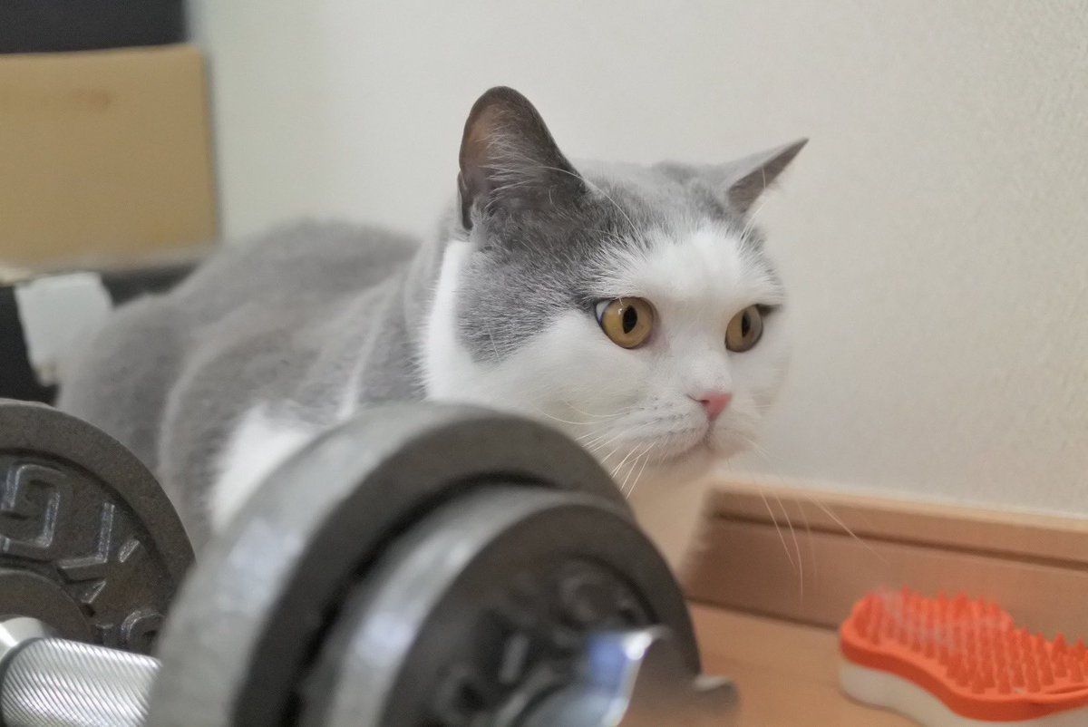 gintaro_nya's tweet photo. 今日は #猫の日 しかも22年2月22日！ということで本日の銀ちゃんです🙌4枚目凄い顔やね😂w https://t.co/gdY0qTbMux