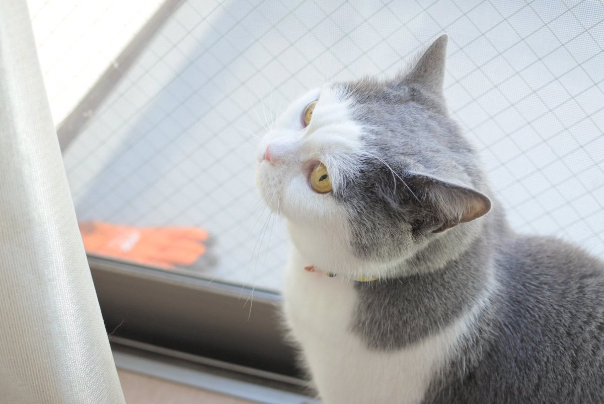 gintaro_nya's tweet photo. 今日は #猫の日 しかも22年2月22日！ということで本日の銀ちゃんです🙌4枚目凄い顔やね😂w https://t.co/gdY0qTbMux
