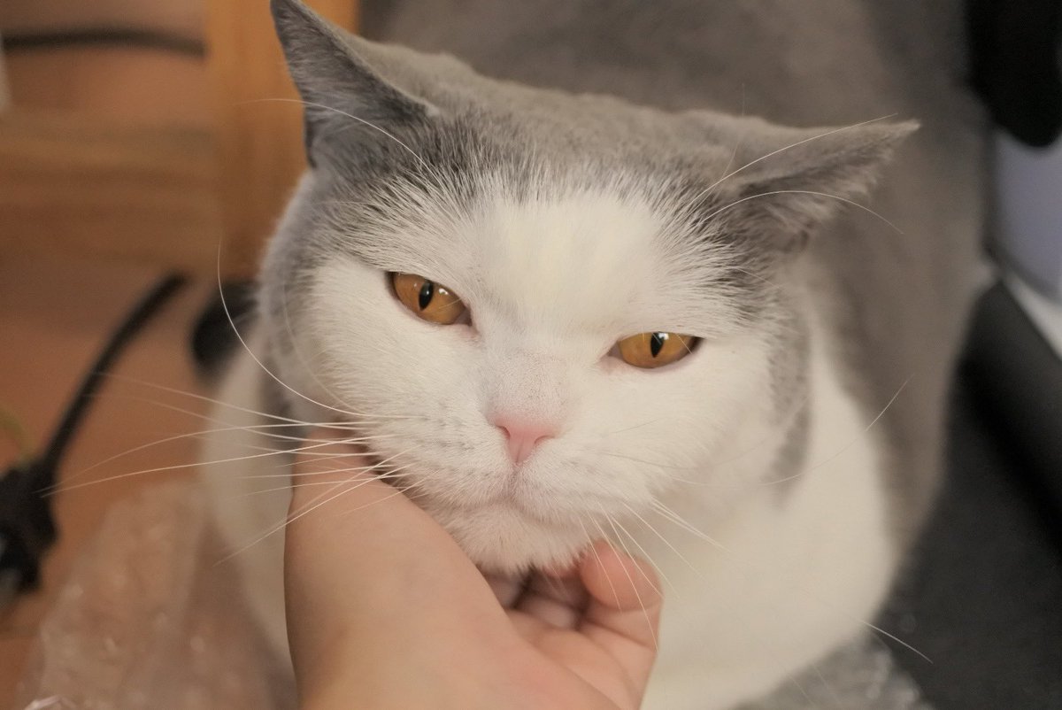 gintaro_nya's tweet photo. 今日は #猫の日 しかも22年2月22日！ということで本日の銀ちゃんです🙌4枚目凄い顔やね😂w https://t.co/gdY0qTbMux