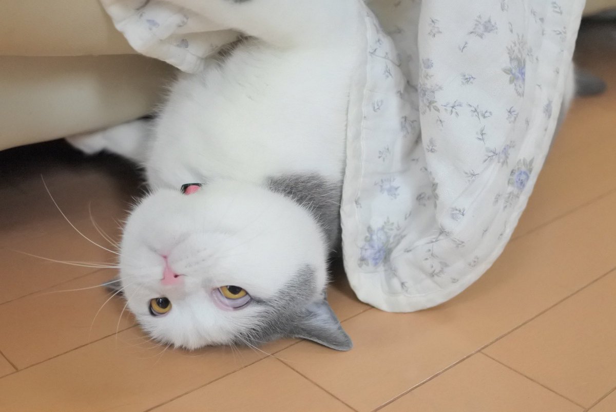 gintaro_nya's tweet photo. 今日は #猫の日 しかも22年2月22日！ということで本日の銀ちゃんです🙌4枚目凄い顔やね😂w https://t.co/gdY0qTbMux