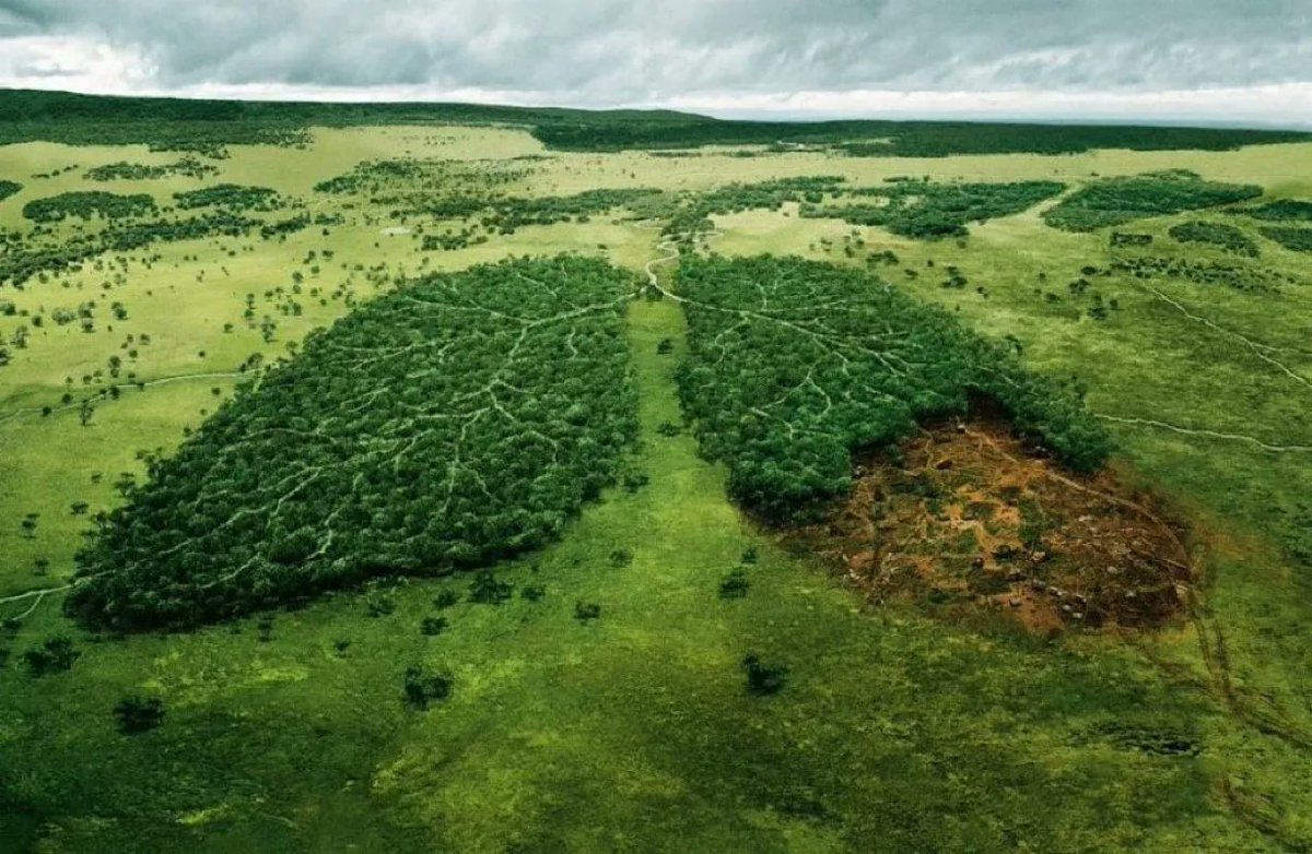 ErikSolheim's tweet photo. Something to think about:

The Earth is 4.6 billion years old. Let's scale that to 46 years. We have been here for 4 hours. Our industrial revolution began 1 minute ago. 

In that time, we have destroyed 50% of the world's forests. This is not sustainable. https://t.co/684DeX9cDL