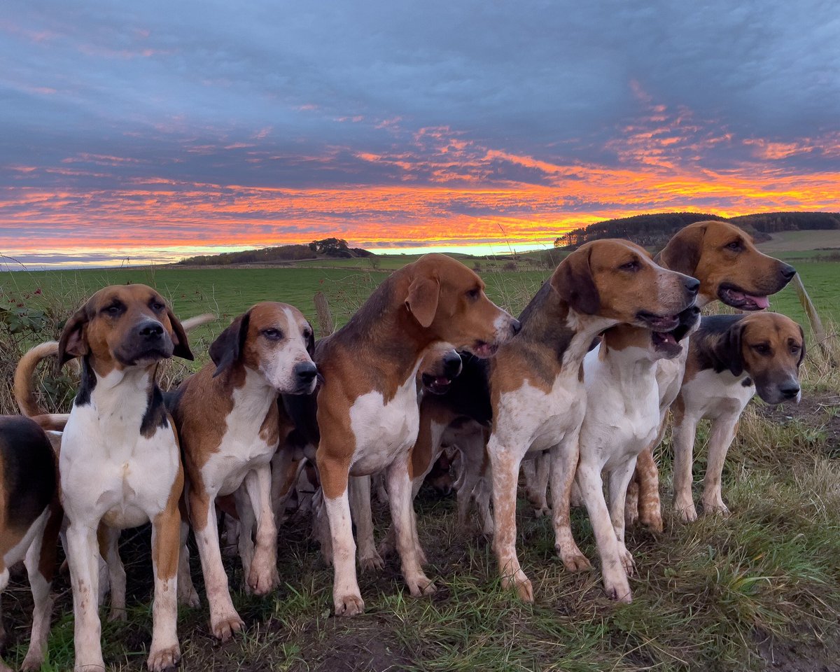 lurcherwork's tweet photo. #foxhounds #hounds #keephunting #houndexercise #huntingwithdogs https://t.co/a2dpuFR6b0