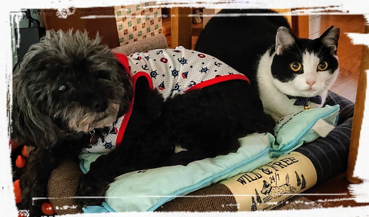 RieJP's tweet photo. お久しぶりです。こんな #スーパー猫の日 生きてるうちにないと思うので、昨年7月に家族に迎えたうちの🐱たちを紹介させてください！（🐶も混じってますけど😂）元地域猫で成猫でお迎えしました。2匹は親子でハチワレが母で黒が息子です。 #猫の日 https://t.co/XObtNfOeRg