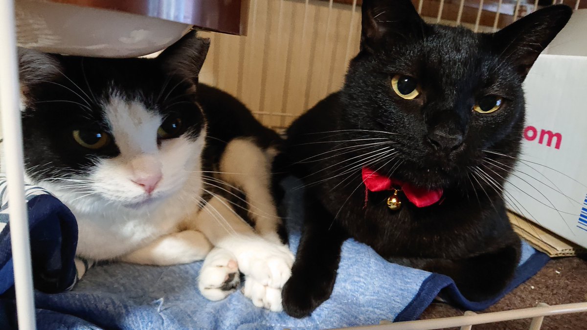 RieJP's tweet photo. お久しぶりです。こんな #スーパー猫の日 生きてるうちにないと思うので、昨年7月に家族に迎えたうちの🐱たちを紹介させてください！（🐶も混じってますけど😂）元地域猫で成猫でお迎えしました。2匹は親子でハチワレが母で黒が息子です。 #猫の日 https://t.co/XObtNfOeRg