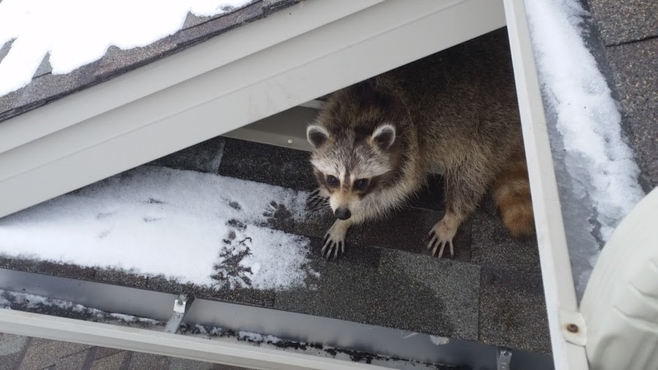 DailyRaccoons2's tweet photo. Day 352 of posting daily raccoons https://t.co/ptUOGsE4kX