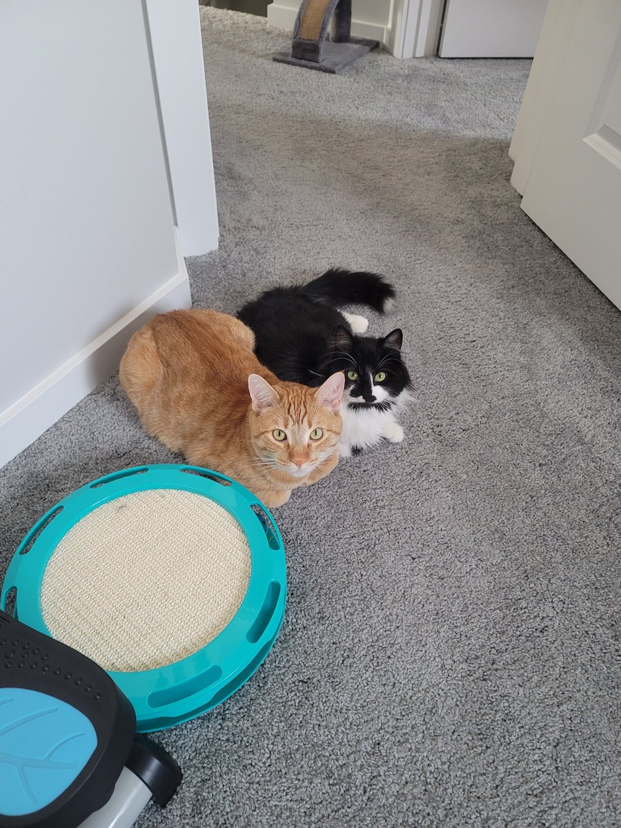 PopoWrites's tweet photo. Ah yes. My birthday is also cat day. This is fitting haha here is a pic of my two cats. Their names are Tama (short for gudetama) and Po (like kung Fu panda). https://t.co/HYrC2RkBev