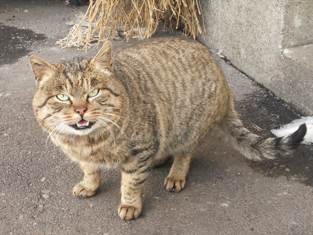 iachio004's tweet photo. @shoko55mmts 悪そうな顔だけど甘えてくるノラ猫がかわいい https://t.co/DIFZxLjAS0