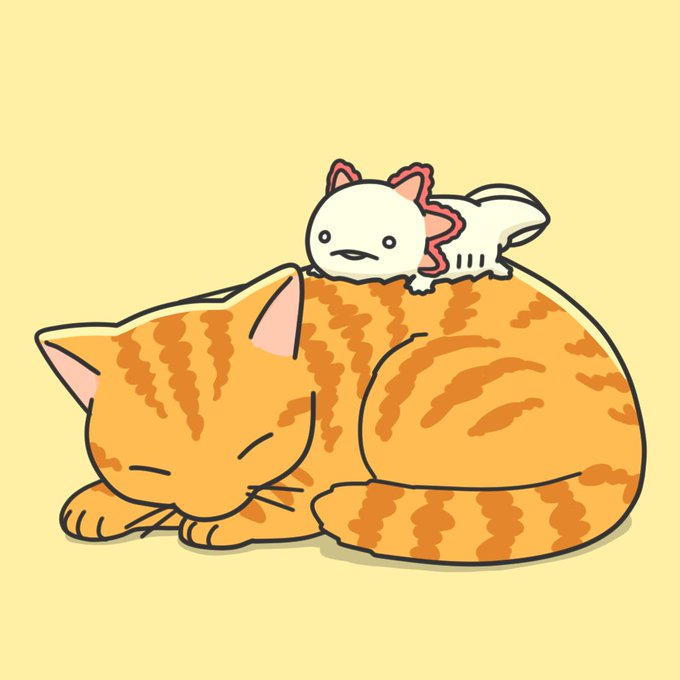 「白い猫」のTwitter画像/イラスト(古い順｜RT&Fav:50)｜21ページ目