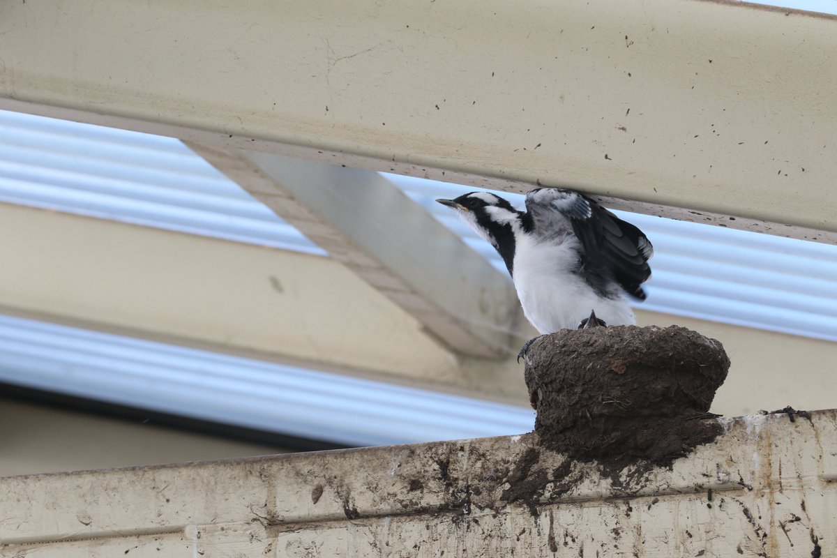 roamingmoth's tweet photo. Yesterday's #RoamingMothUpdate was all about my research, but today I'll run you through some non-research highlights of the last two months. I'll start in my own backyard. We had a pair of Magpie-larks nest in our carport. Both chicks fledged, and one made it to independence! https://t.co/Fg364k9Eer