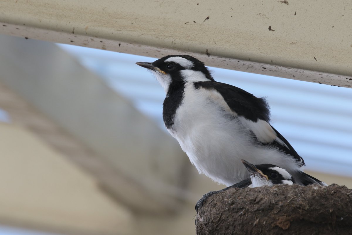roamingmoth's tweet photo. Yesterday's #RoamingMothUpdate was all about my research, but today I'll run you through some non-research highlights of the last two months. I'll start in my own backyard. We had a pair of Magpie-larks nest in our carport. Both chicks fledged, and one made it to independence! https://t.co/Fg364k9Eer