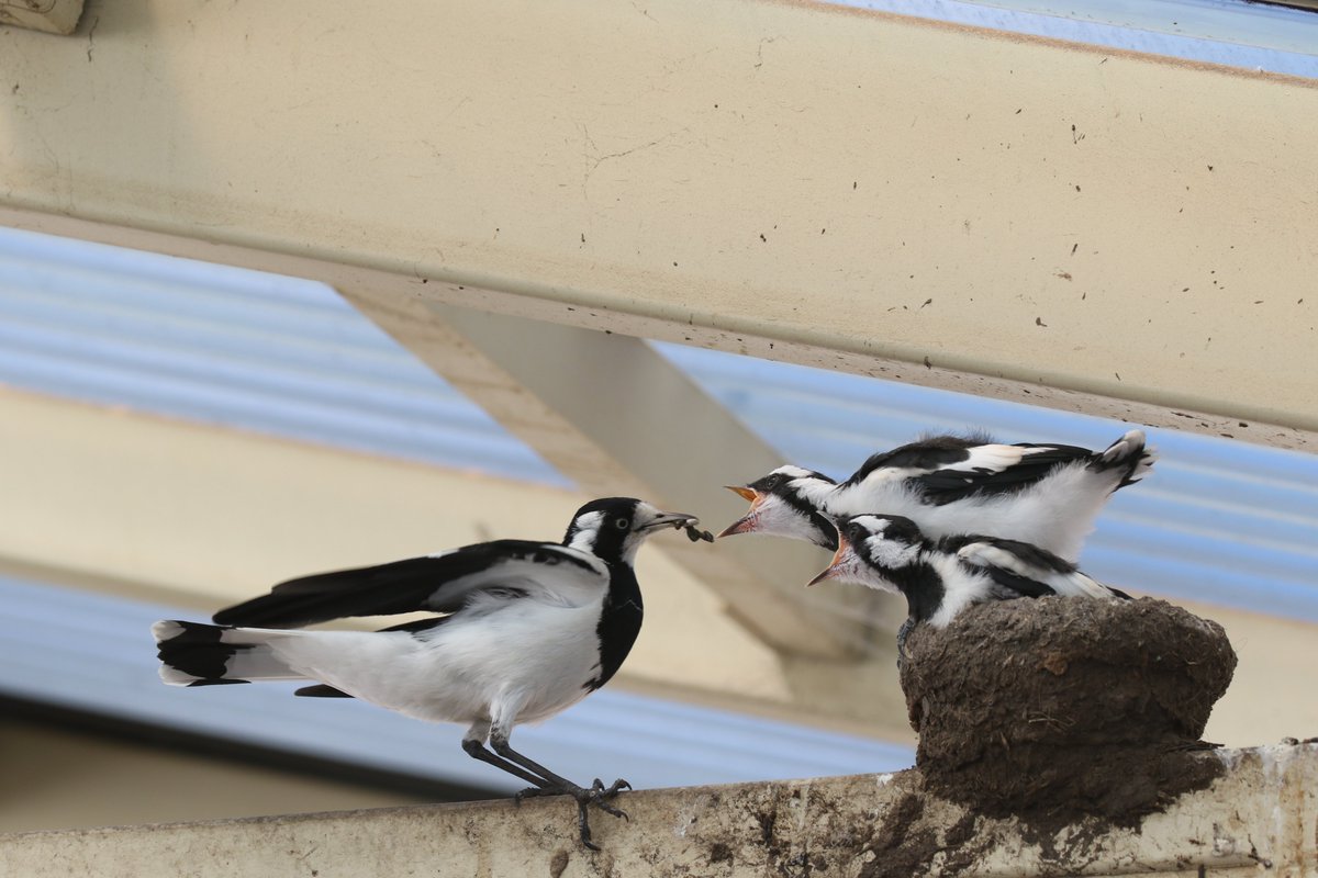 roamingmoth's tweet photo. Yesterday's #RoamingMothUpdate was all about my research, but today I'll run you through some non-research highlights of the last two months. I'll start in my own backyard. We had a pair of Magpie-larks nest in our carport. Both chicks fledged, and one made it to independence! https://t.co/Fg364k9Eer