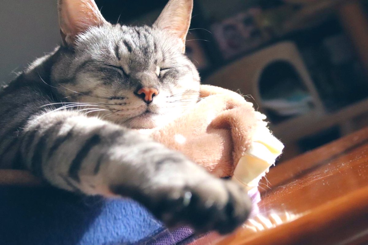 SignalEVE's tweet photo. 猫のように生きたい…

#にゃんにゃんにゃんの日 #猫の日 #ねこの日 #カメラマンさんと繫がりたい #写真好きな人とつながりたい #スマホ写真 #キリトリセカイ https://t.co/NdXxfCIPuA