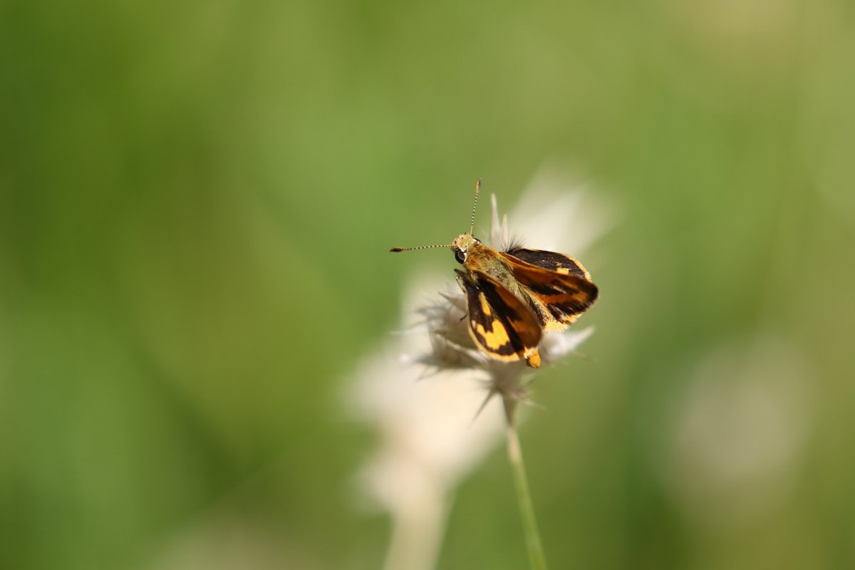 roamingmoth's tweet photo. @CavalloDelMare @RTW_Aus @BirdlifeOz We'd been letting our native lawn grow rampant so that it would set seed for us fill in some patches where germination hadn't been that successful. The local #wildlife loved it and we loved the visits by species such as this Southern Grass-dart. #butterflies #RoamingMothUpdate https://t.co/uwNVWsCs5F