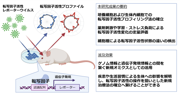 生体内の転写因子活性を測定する新技術に関する論文が公開されました。 この技術で生体の発生・発達や感覚入力・学習など様々な生理機能、または生活習慣や病態進行に伴う細胞状態の変化を明らかにし、それらに介入することによる新規治療法や予防法の開発を目指しています！ tohoku.ac.jp/japanese/2022/…
