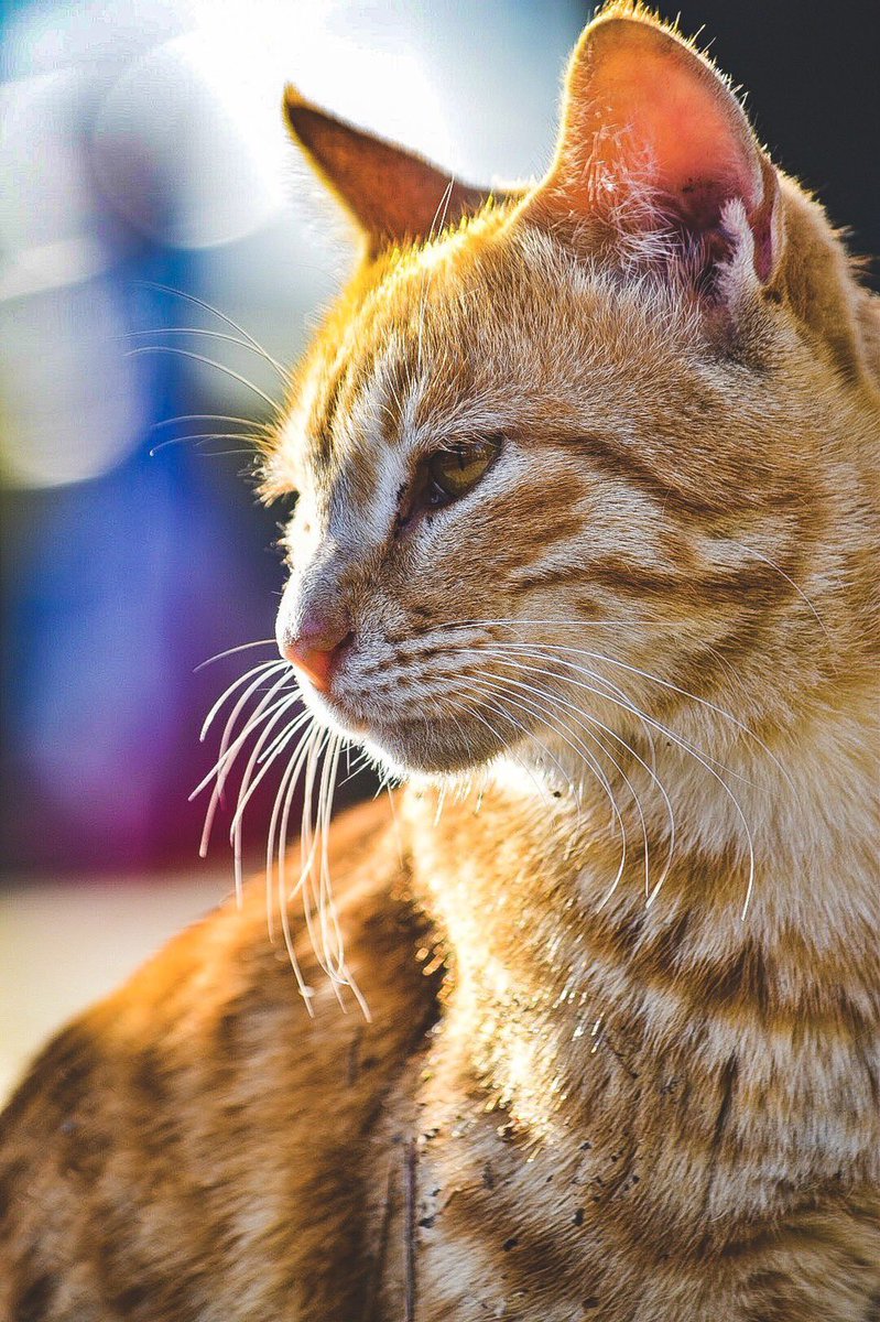 adek776's tweet photo. にゃんと素敵にゃ！

#猫の日 #ねこ #猫の日2022 #ファインダーの越しの私の世界 #写真好きな人と繫がりたい https://t.co/jZ2stYHXbv