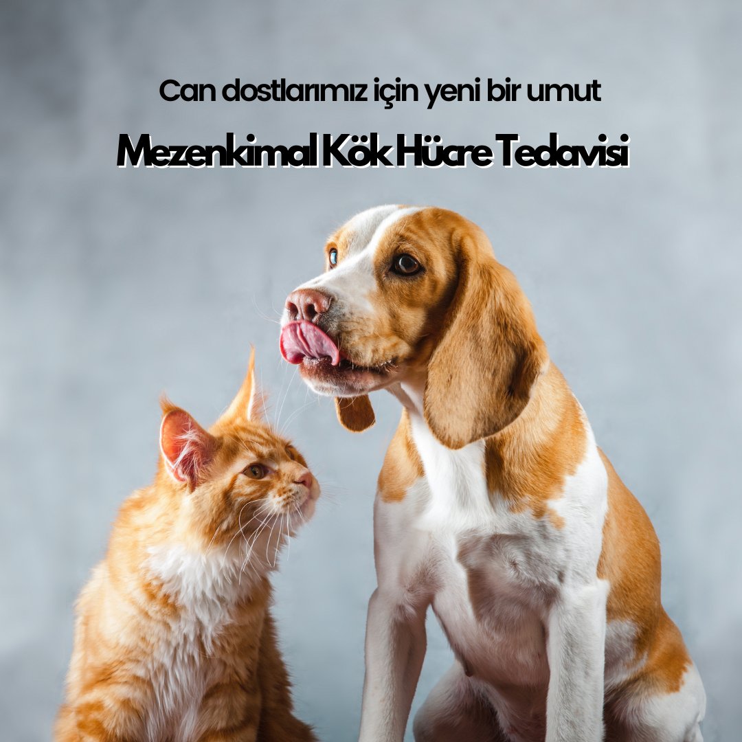 _VetStem_ (@_vetstem_) on Twitter photo Can dostlarımız için yeni bir umut: Mezenkimal Kök Hücre Tedavisi
Veteriner Hekimlerimiz, ağrısız ve acısız bir tedavi yöntemi olan Mezenkimal Kök Hücre tedavisiyle can dostlarımızın yanında.🧡
•
📲 0216 527 27 52
📧info@vetstem.com.tr
💻vetstem.com.tr Can dostlarımız için yeni bir umut: Mezenkimal Kök Hücre Tedavisi
Veteriner Hekimlerimiz, ağrısız ve acısız bir tedavi yöntemi olan Mezenkimal Kök Hücre tedavisiyle can dostlarımızın yanında.🧡
•
📲 0216 527 27 52
📧info@vetstem.com.tr
💻vetstem.com.tr