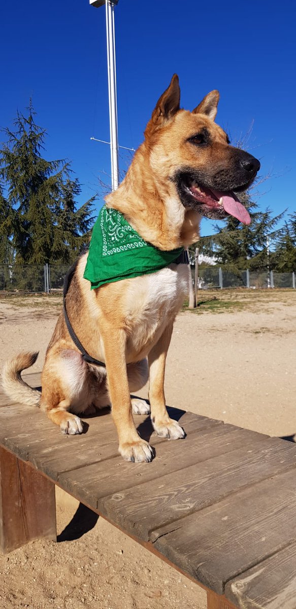 criptanaAni's tweet photo. Así de radiante está Olivia 🥰
Si deseas compartir momentos y paseos con ella , contáctenos
criptananimal@gmail.com
Tiene protocolo veterinario completo
No apta con gatos
Nosotros encantados de darte toda la información
#refugiodeanimales
#enadopcion
#Salvaunavida
#criptananimal https://t.co/2ZylO7NdxD
