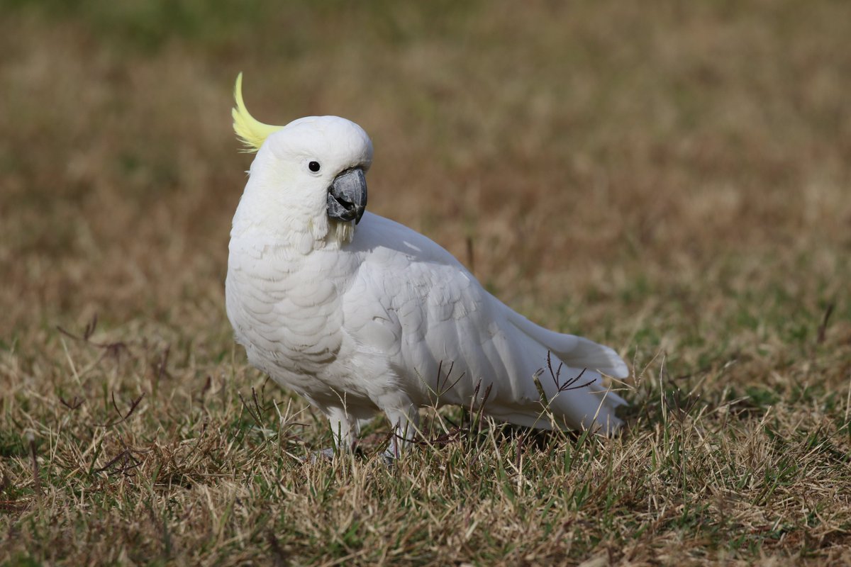 roamingmoth's tweet photo. @CavalloDelMare @RTW_Aus @BirdlifeOz A little further afield, we have been enjoying the comings and goings at the park where we walk our dog every morning. #MankyParrot #RoamingMothUpdate https://t.co/R1AFKlPBt5