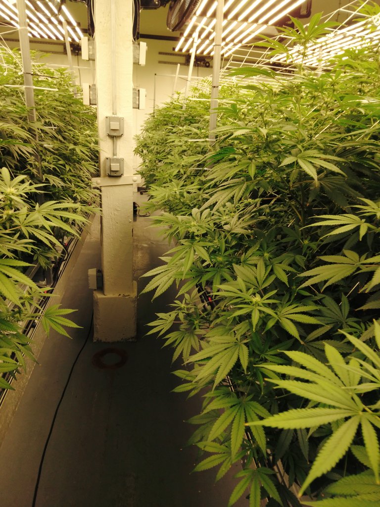 Dwillzz420's tweet photo. New Job as of last week!!💯🤯🔥😈 At Tryke Companies!!! Luvin it.. it's not a job, I Enjoy it too much!! Lol #CannabisCommunity #Cultivate #medicalmarijuana #420community #Legalizeutah https://t.co/Z2TIpHTzsE