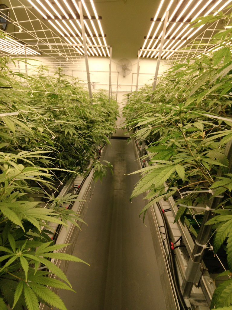 Dwillzz420's tweet photo. New Job as of last week!!💯🤯🔥😈 At Tryke Companies!!! Luvin it.. it's not a job, I Enjoy it too much!! Lol #CannabisCommunity #Cultivate #medicalmarijuana #420community #Legalizeutah https://t.co/Z2TIpHTzsE