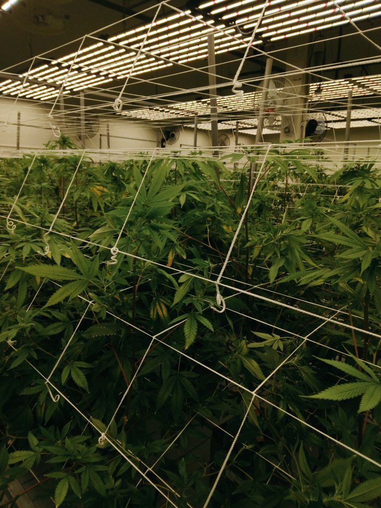 Dwillzz420's tweet photo. New Job as of last week!!💯🤯🔥😈 At Tryke Companies!!! Luvin it.. it's not a job, I Enjoy it too much!! Lol #CannabisCommunity #Cultivate #medicalmarijuana #420community #Legalizeutah https://t.co/Z2TIpHTzsE