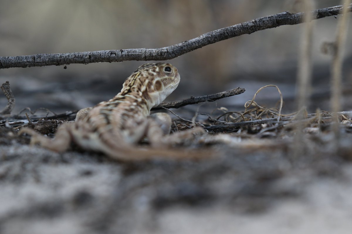 roamingmoth's tweet photo. @CavalloDelMare @RTW_Aus @BirdlifeOz We have also been going for walks at the beach. The walk along the path through the dunes is one of the best bits about a trip to the beach because there is always the chance of spotting a gorgeous #PaintedDragon. #RememberTheWild #RoamingMothUpdate https://t.co/3YDQmBHpDn
