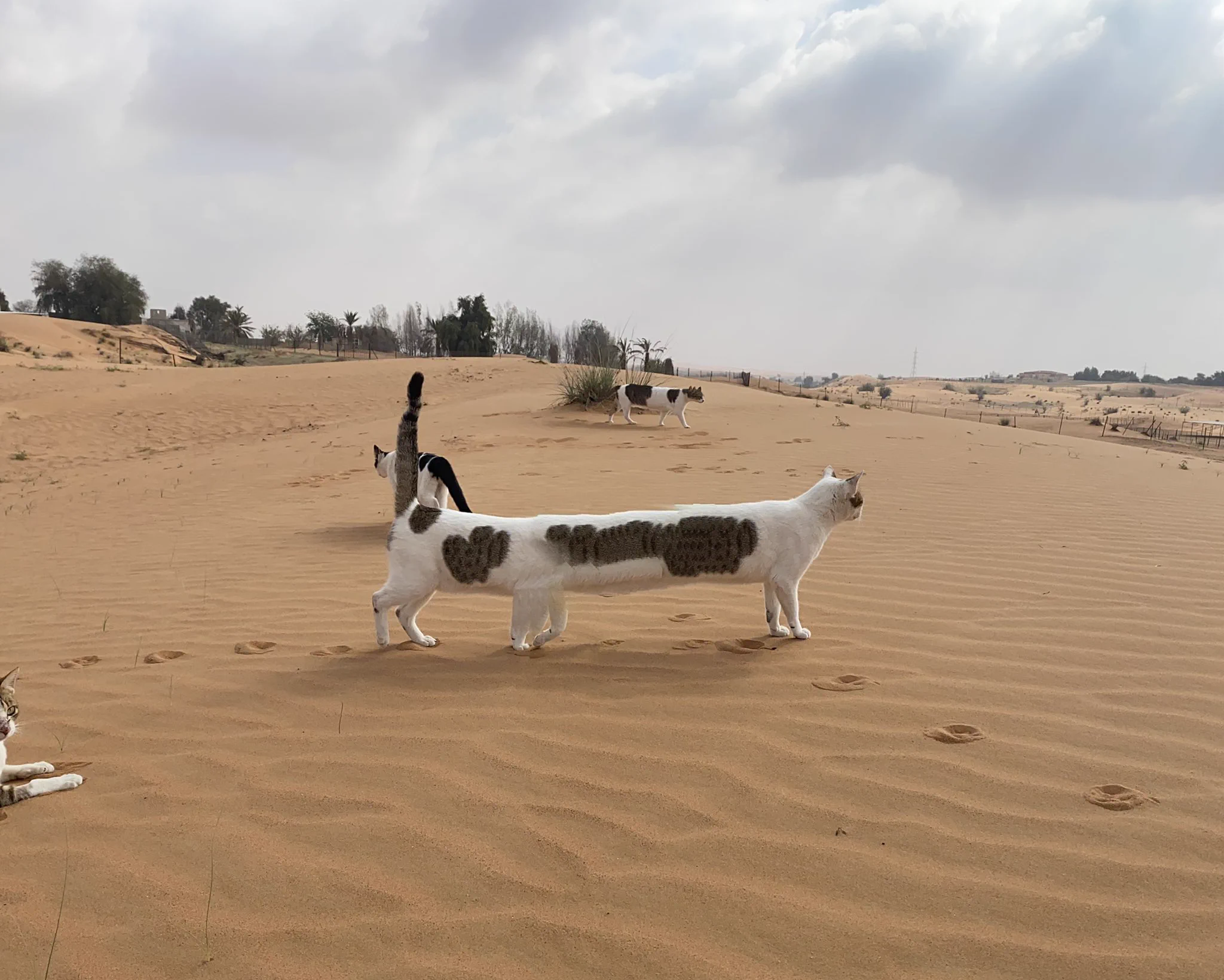 猫バスみたい！？iPhoneのパノラマで撮影した猫妖怪！