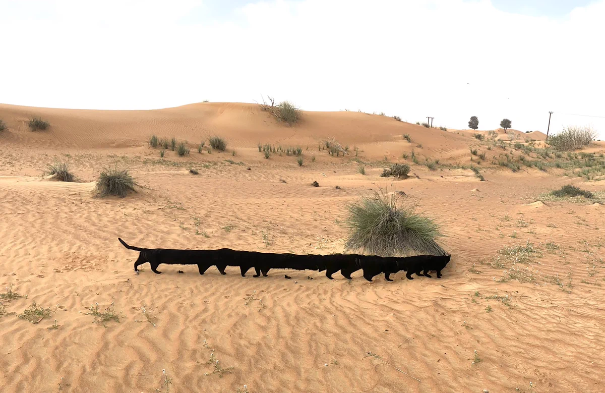 猫バスみたい！？iPhoneのパノラマで撮影した猫妖怪！