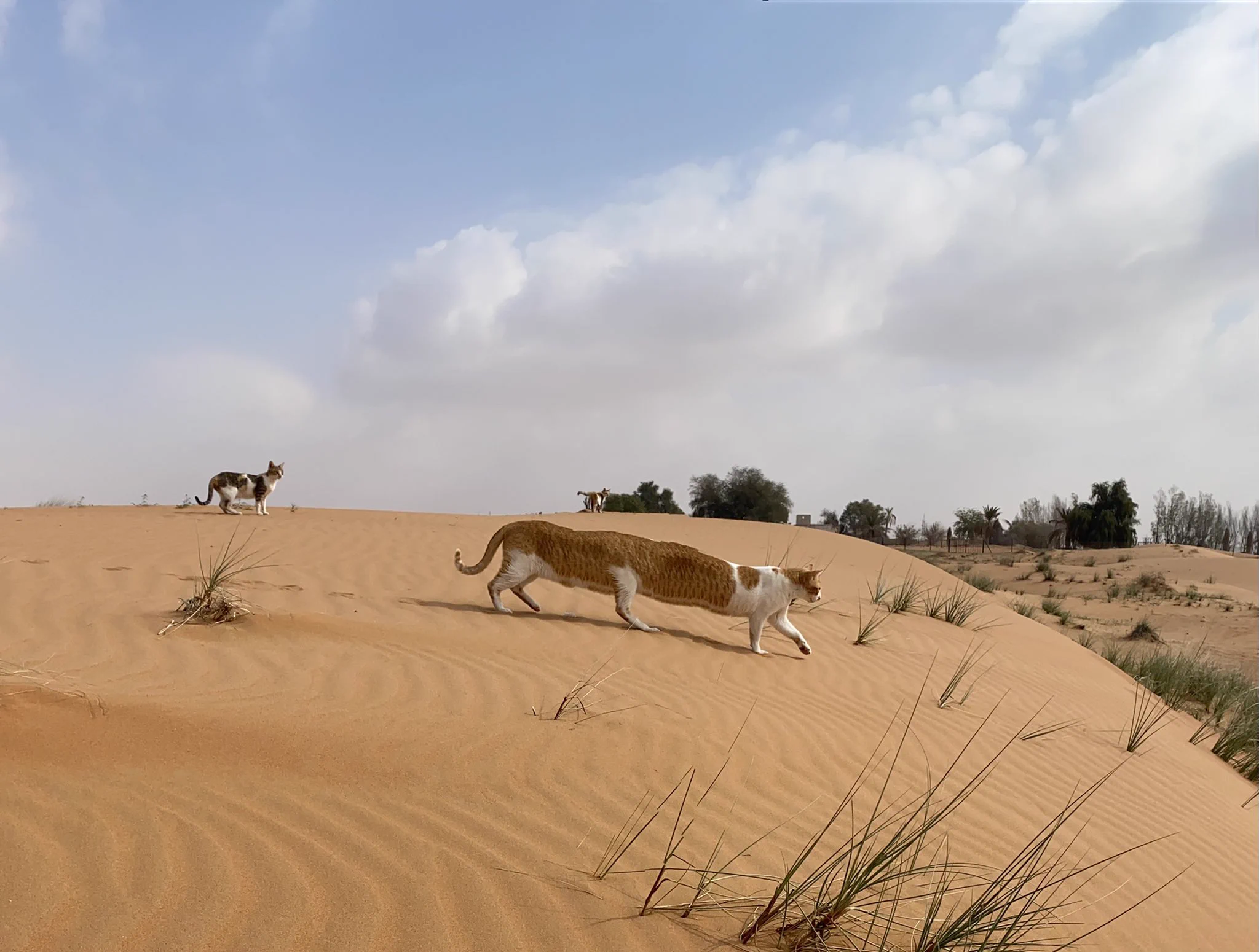 猫バスみたい！？iPhoneのパノラマで撮影した猫妖怪！