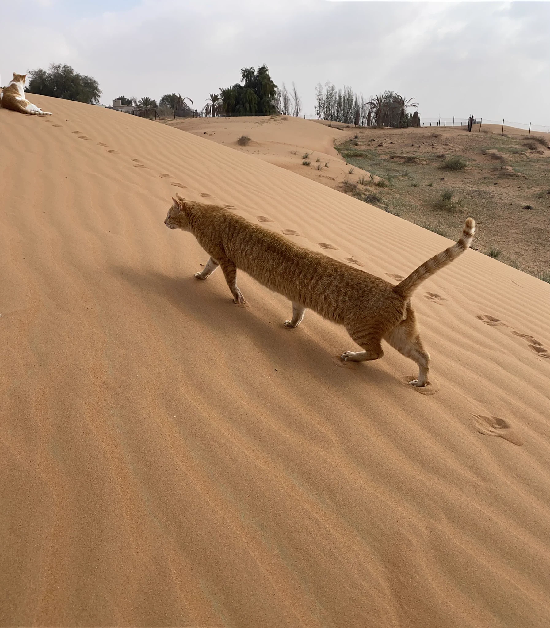 猫バスみたい！？iPhoneのパノラマで撮影した猫妖怪！