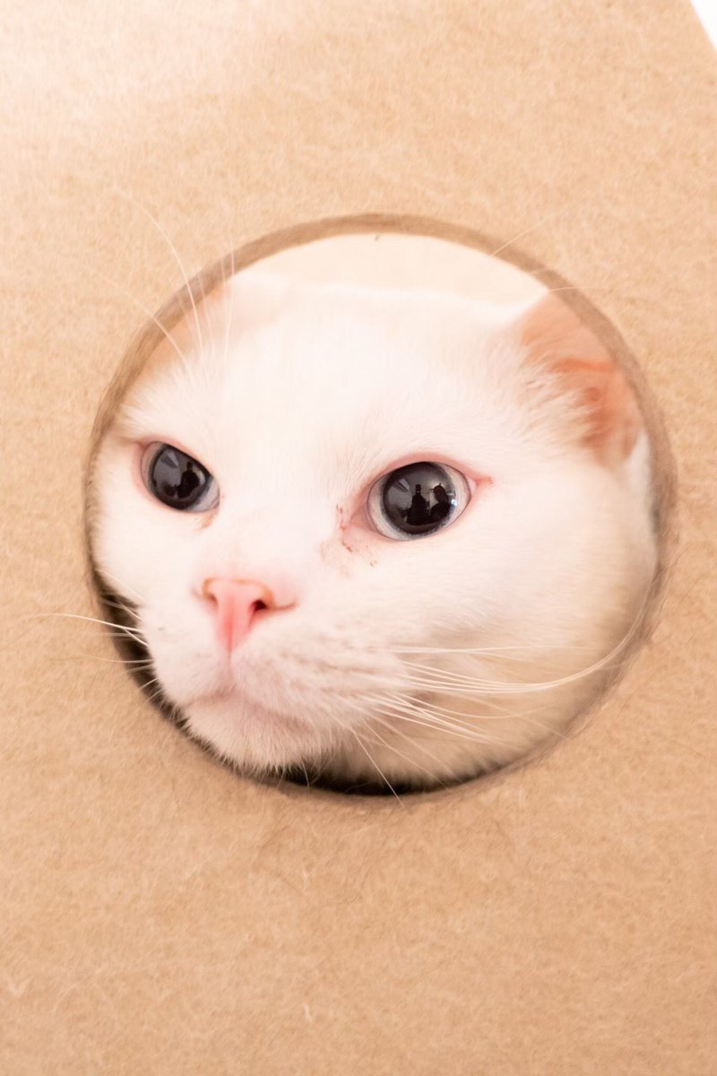 279suki's tweet photo. 🐱🐱
#猫の日 #スーパー猫の日 https://t.co/nJoY6M0VYE