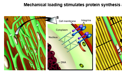 ProfKarimKhan's tweet photo. Still FREE: Popular (since 2008!) because of the figures that show how loading (exercises) promote tissue repair. This is why PT exercises work. Cell signalling pathways.   https://t.co/B92pY3y3N6 @BJSM_BMJ https://t.co/I5s3UyaxCk