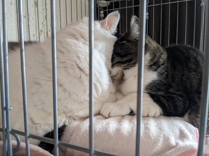 #スーパー猫の日 