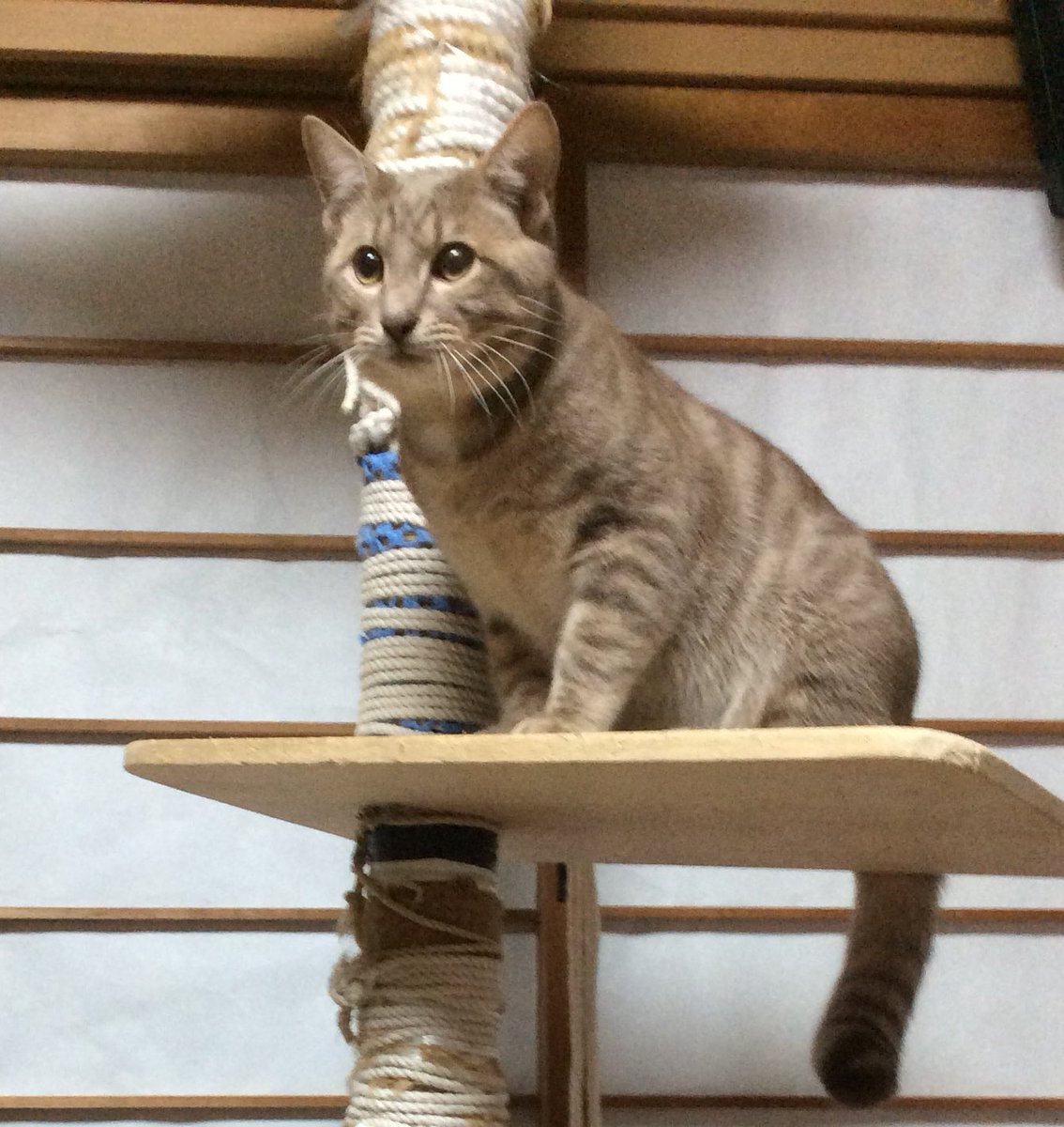 tircomaccet's tweet photo. #拡散RT希望 #迷子猫　#大阪府東大阪　愛猫が行方不明になってしまいました、当時の年齢は約1歳、今は3歳以上になっていると思います。色はグレー系、尻尾が太く、尻尾はほとんど動きません。
行方不明になった場所は近鉄 吉田駅周辺と思われます、見かけた方はご一報ください。#大阪 #東大阪 #猫 https://t.co/7WfInzZu49