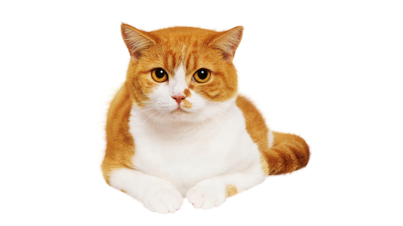 かわいさと ふてぶてしさに ギャップ萌え うちの子は おじさん声で